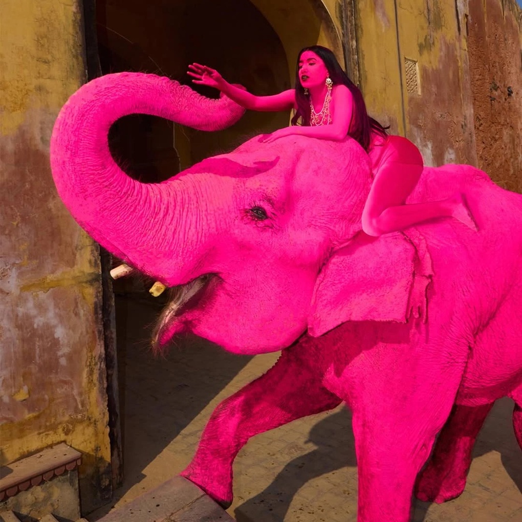 Con voi 65 tuổi bị sơn màu hồng rực để chụp ảnh, hiện đã qua đời - 1