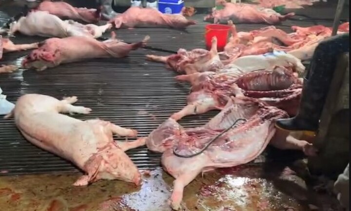 Công an Hà Nội truy 300 tấn lợn bệnh đã vào đơn vị, bếp ăn tập thể nào- Ảnh 1.