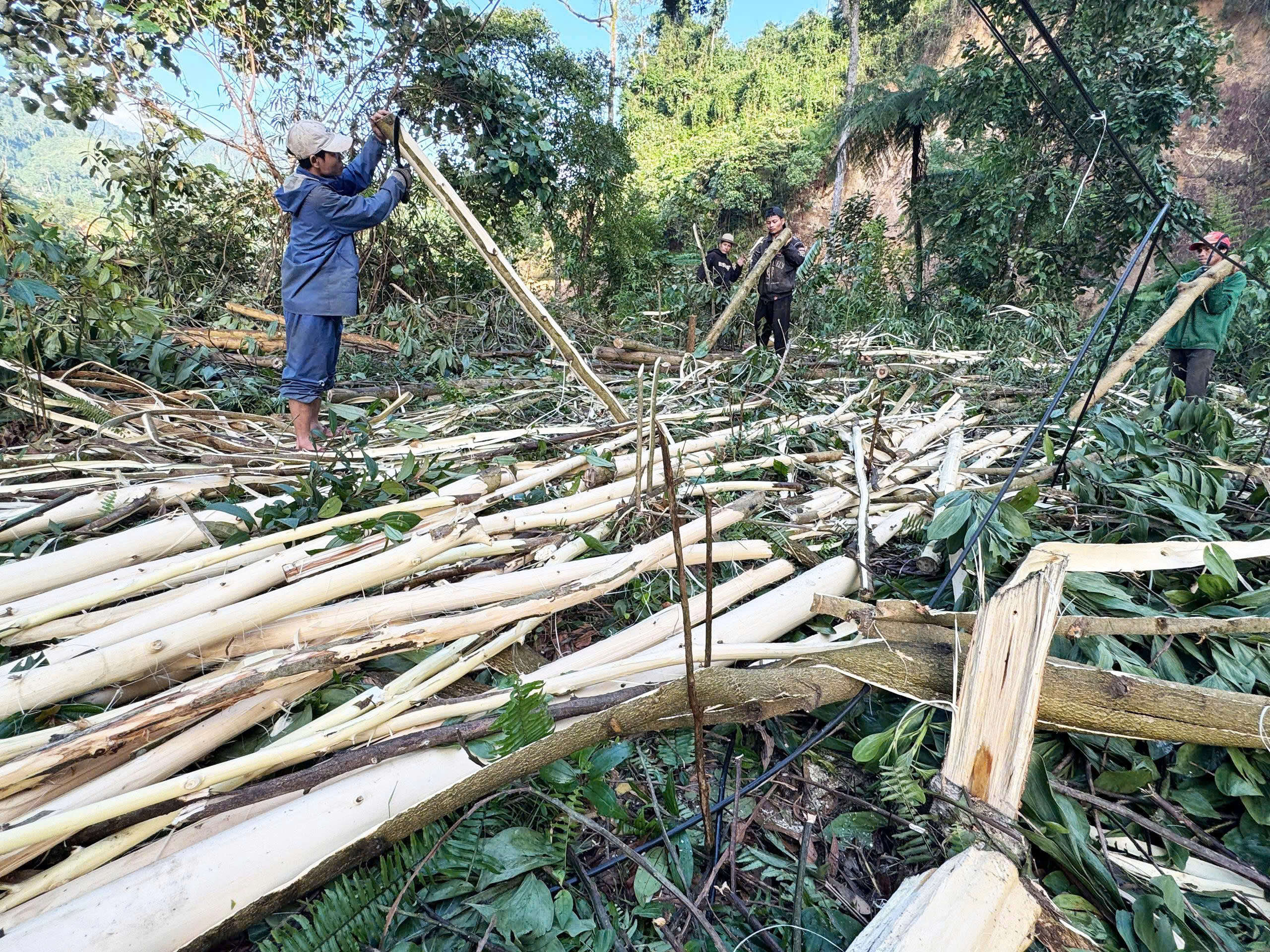 rừng keo - Ảnh 1.