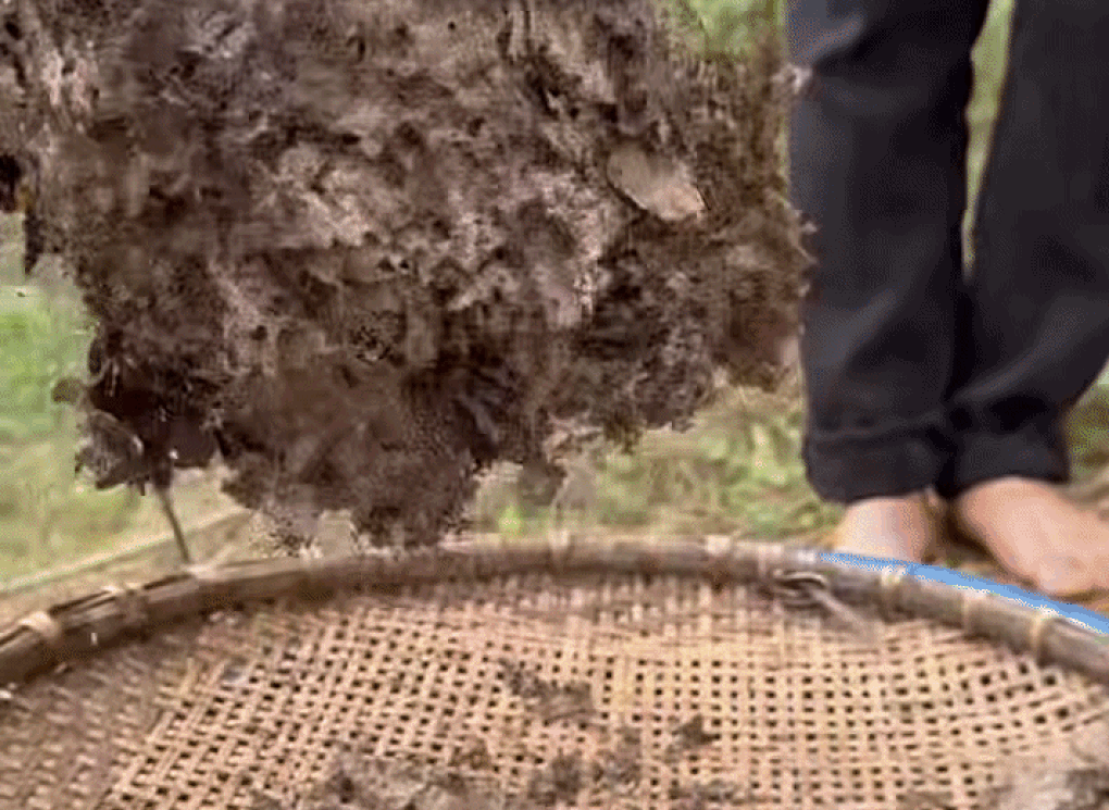 Đặc sản ở Việt Nam nửa triệu đồng/kg, được ví là khổ trước, sướng sau - 2