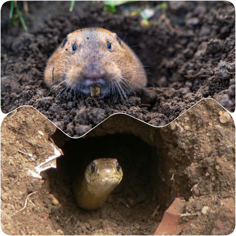 Hang rắn và hang chuột: Đây là cách nhận biết- Ảnh 1. Hang rắn và hang chuột: Đây là cách nhận biết- Ảnh 1.