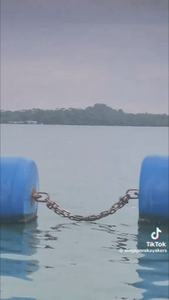 Thấy 'thủy quái' bơi vụt qua trước mặt, nhóm người vội gọi hỗ trợ, chuyên gia nói: Đây là điều rất hiếm!- Ảnh 2.