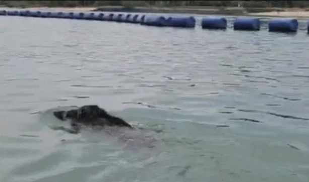 Thấy 'thủy quái' bơi vụt qua trước mặt, nhóm người vội gọi hỗ trợ, chuyên gia nói: Đây là điều rất hiếm!- Ảnh 1.