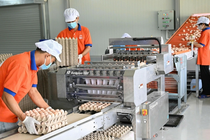 Công nhân của nhà máy Mebi Farm đang kiểm tra trứng gà để xếp lên vỉ. Ảnh: Linh Đan
