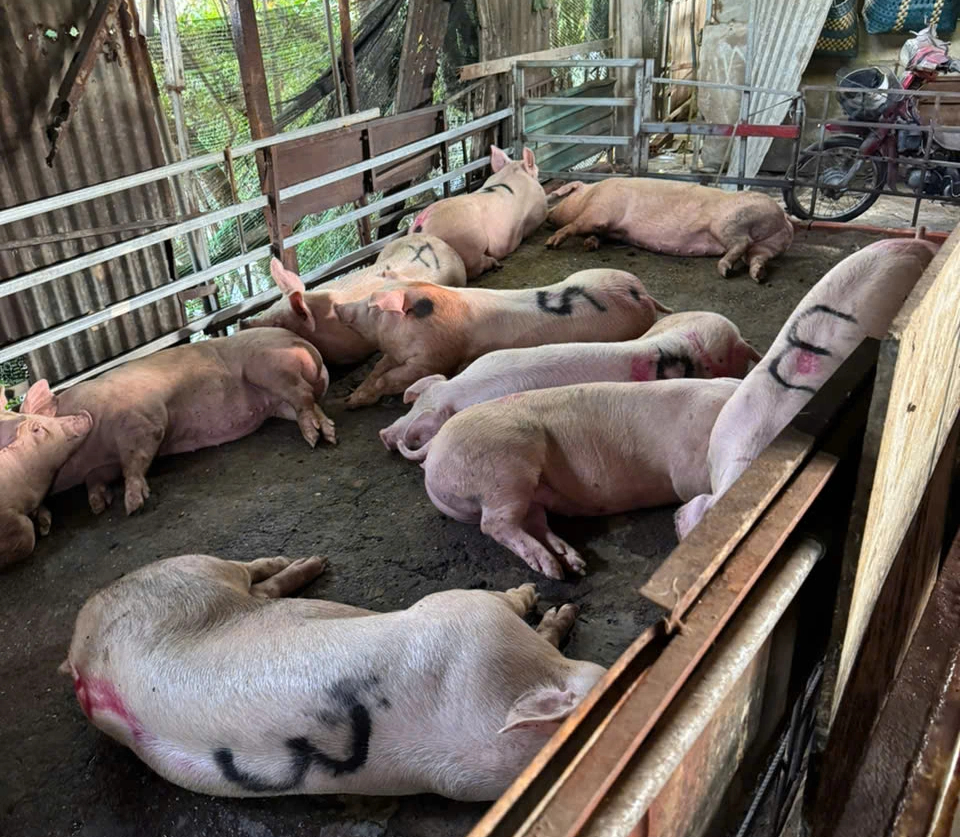 Đột kích 2 lò giết mổ heo trái phép trong hẻm sâu ở TP.HCM - Ảnh 1.