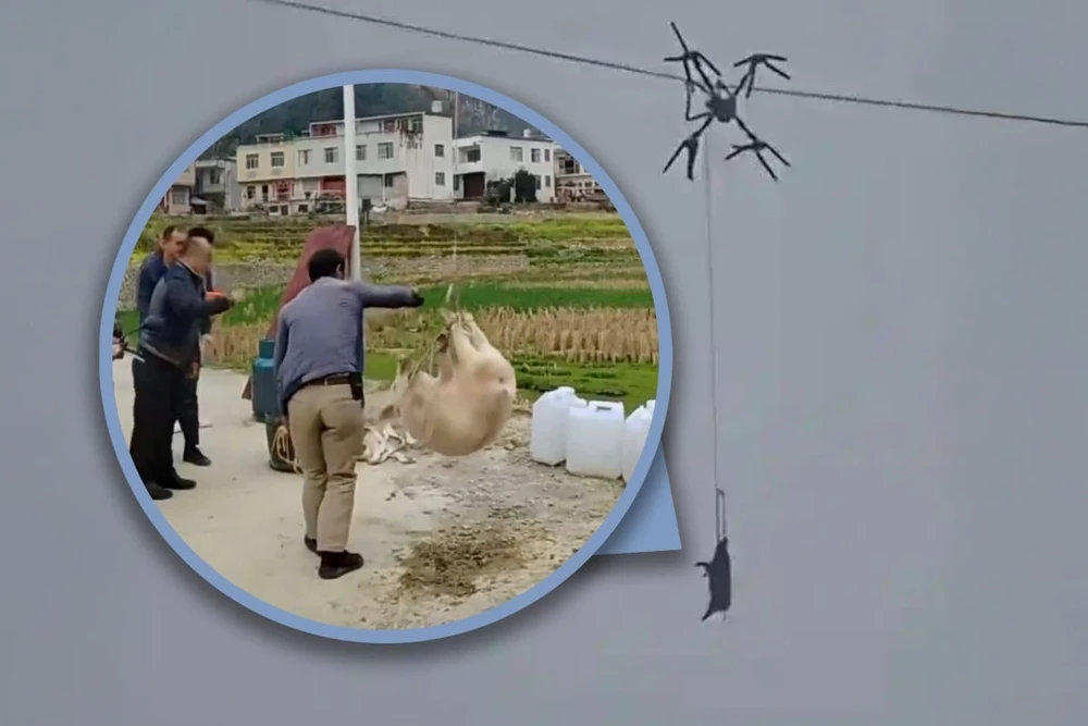 Chở heo bằng drone, người nông dân khiến cả làng mất điện