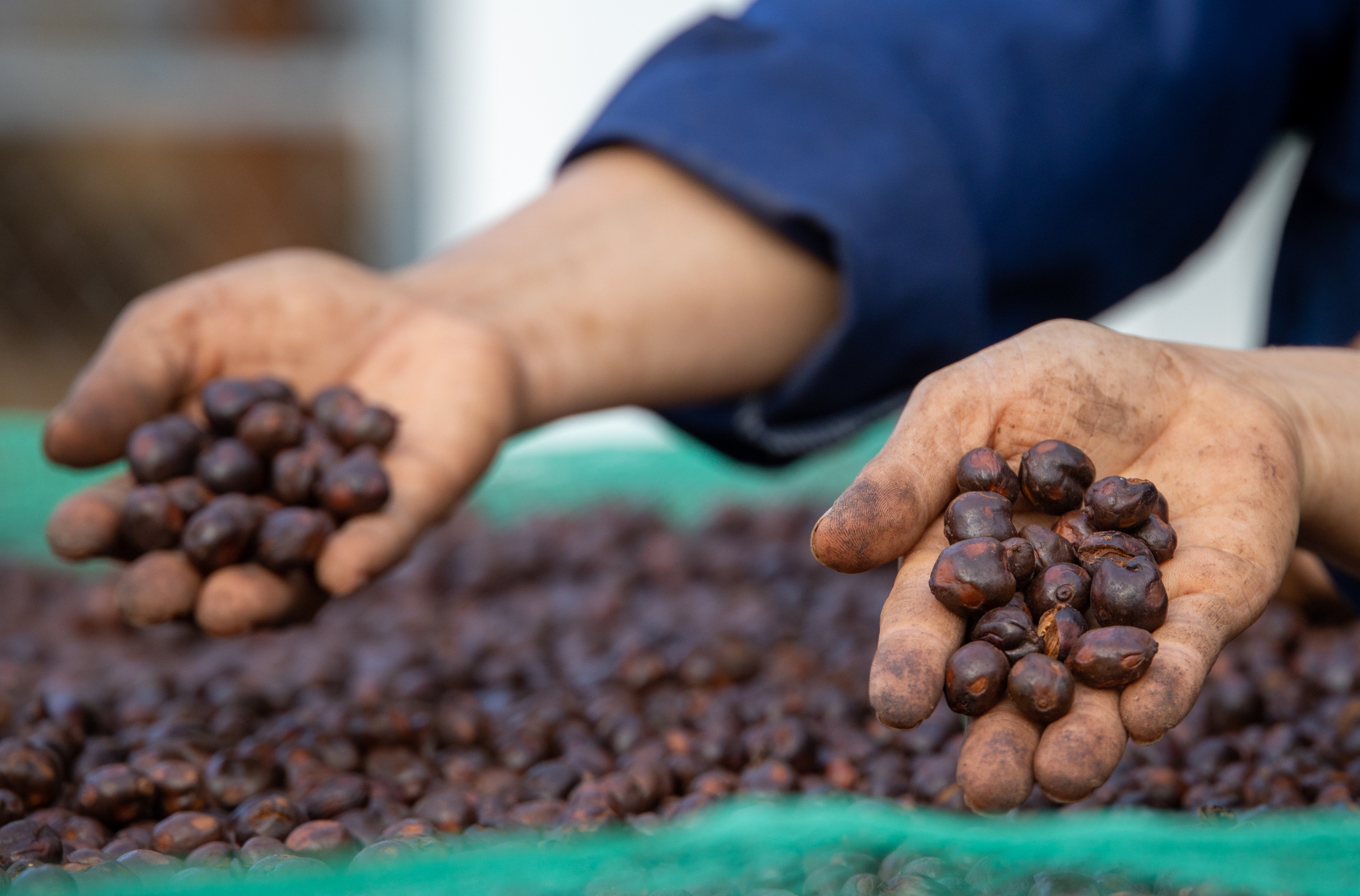 Giá cà phê lao dốc - Ảnh 1.