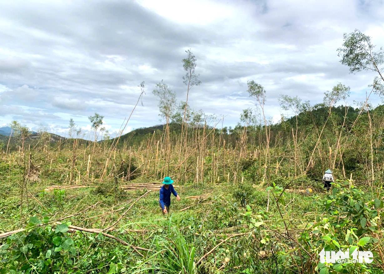 keo tràm - Ảnh 1.