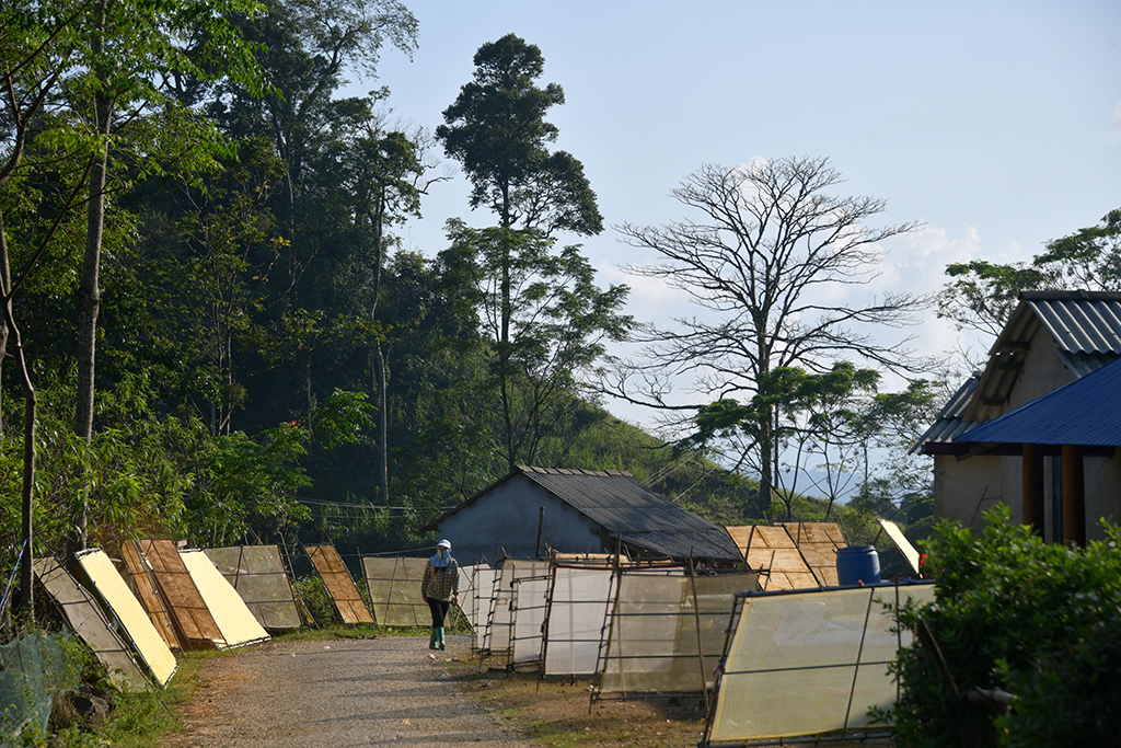 Giấy giang Pà Cò, khi hồn rừng về phố thị- Ảnh 1.