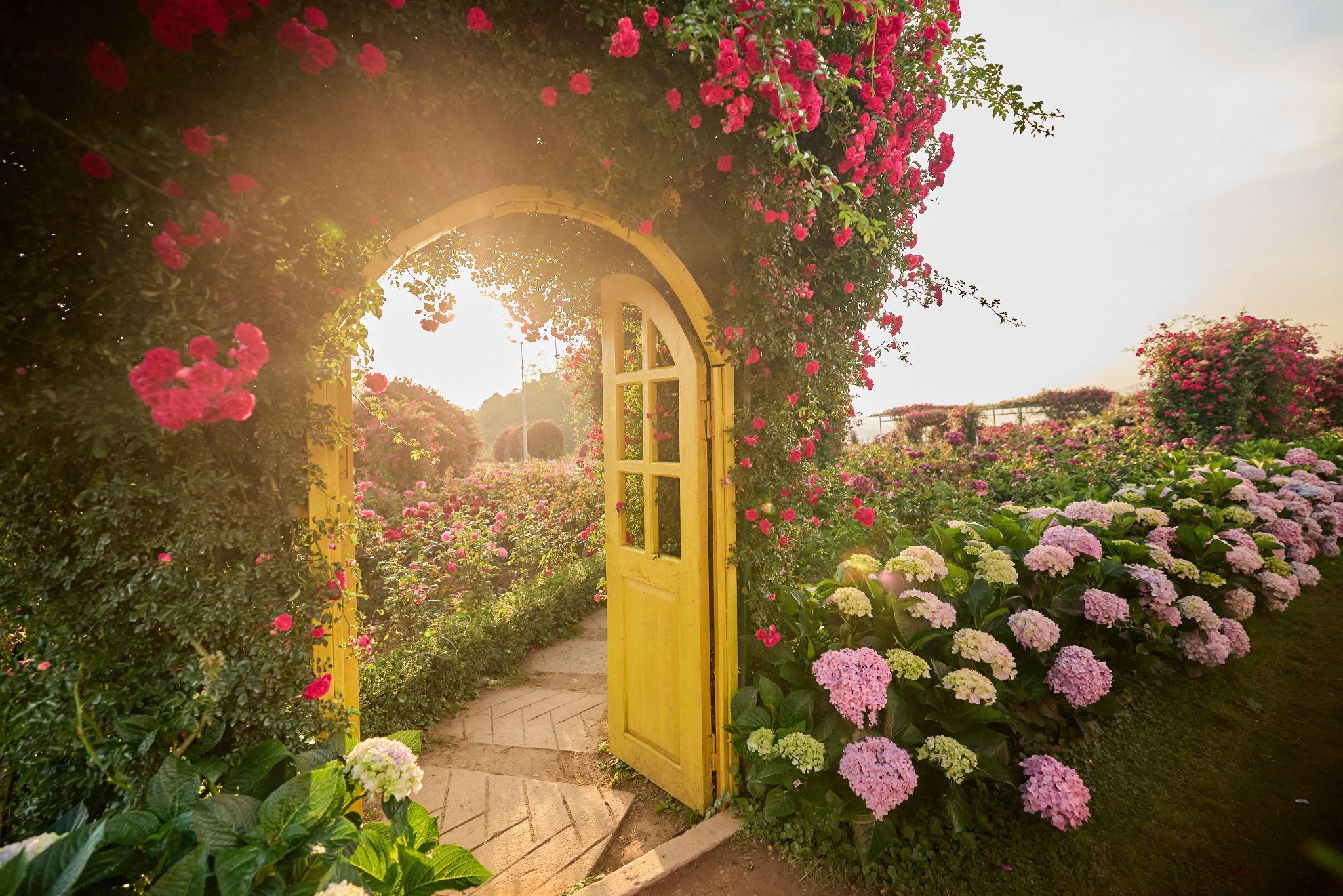 Vẻ đẹp triệu đóa hồng khoe sắc giữa thung lũng hoa Fansipan.