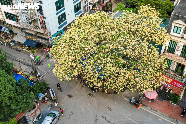 Những ngày đầu tháng 4, cây hoa bún tại khu vực Đình Thôn (phường Từ Liêm) bắt đầu bước vào thời điểm nở rộ.