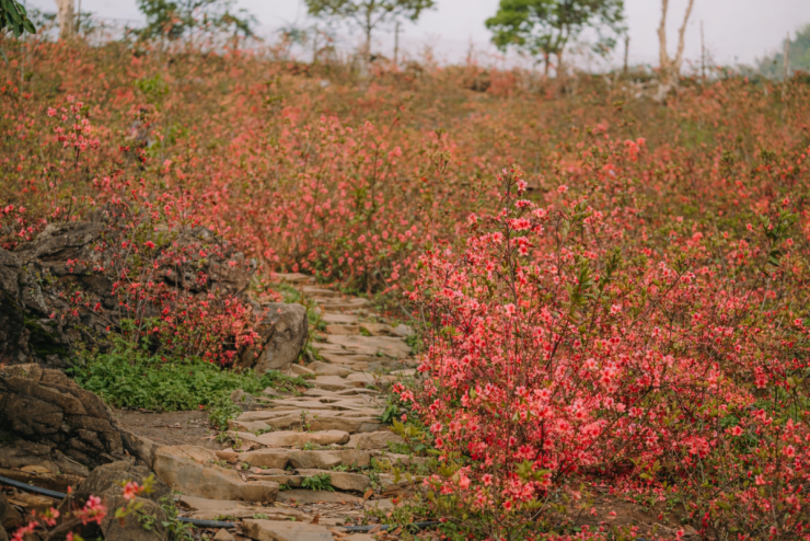 Hoa đỗ quyên bung nở ở Mộc Châu - 5