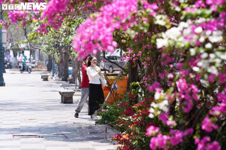 Hoa giấy nhuộm hồng đường ven biển đẹp nhất TP.HCM 1 Những ngày đầu tháng 4, các tuyến đường ven biển tại khu vực Vũng Tàu (TP.HCM) khoác lên mình sắc hồng rực rỡ của hoa giấy, tạo nên cảnh quan ấn tượng, thu hút đông đảo du khách đến tham quan, chụp ảnh.