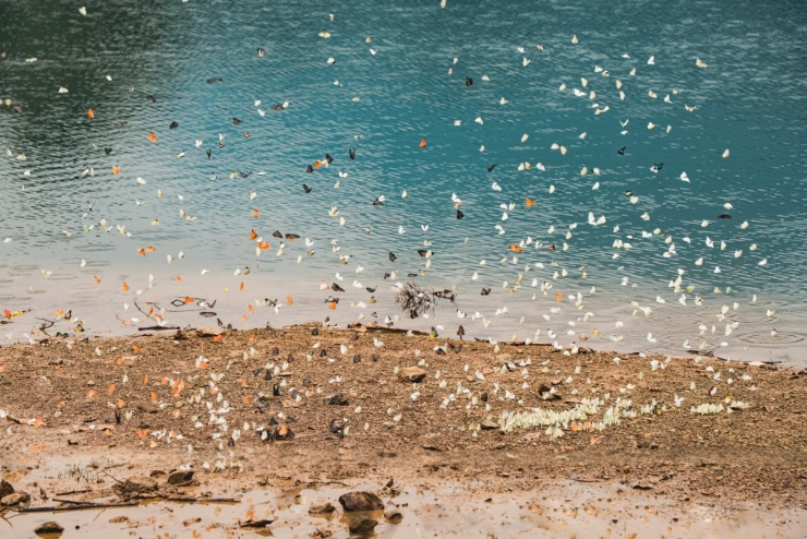 Khách đổ đến check in vườn Cúc Phương mùa bướm 1 Khách đổ đến check in vườn Cúc Phương mùa bướm - 1