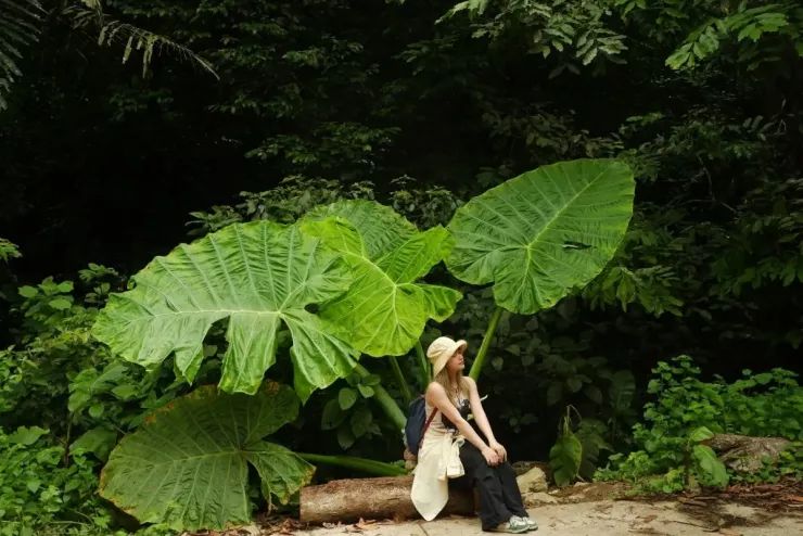 Khách đổ đến check in vườn Cúc Phương mùa bướm 6 Khách đổ đến check in vườn Cúc Phương mùa bướm - 5