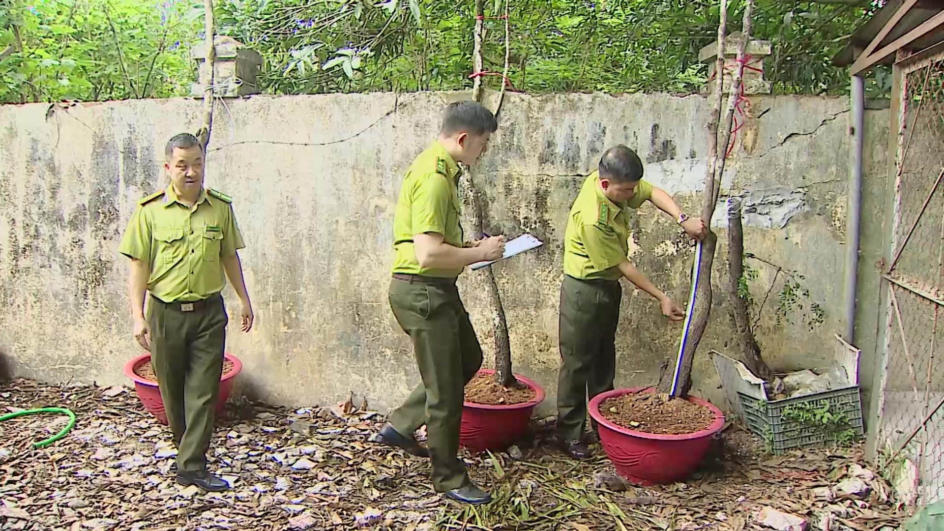 Kiểm lâm Thanh Hóa cảnh báo thú chơi cây muội hồng, coi chừng vi phạm pháp luật 1 Kiểm lâm Thanh Hóa cảnh báo thú chơi cây muội hồng, coi chừng vi phạm pháp luật - Ảnh 1.
