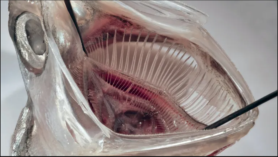 Lần đầu ghi nhận hiện tượng hàng ngàn con cá leo vách thác thẳng đứng cao 15m suốt 10 giờ: Lý do là gì?- Ảnh 2. Lần đầu ghi nhận hiện tượng hàng ngàn con cá leo vách thác thẳng đứng cao 15m suốt 10 giờ: Lý do là gì?- Ảnh 2.