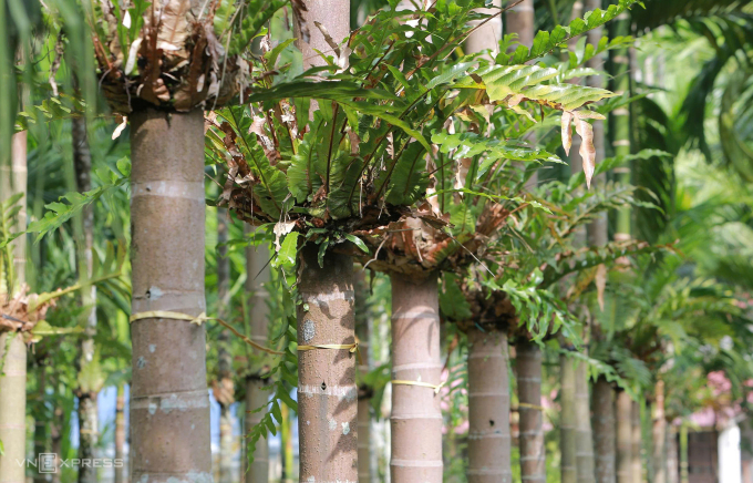 Hàng nghìn cây thuốc cốt toái bổ được ông Dũng nhân giống thành công trên thân cau. Ảnh: Lê Hoàng