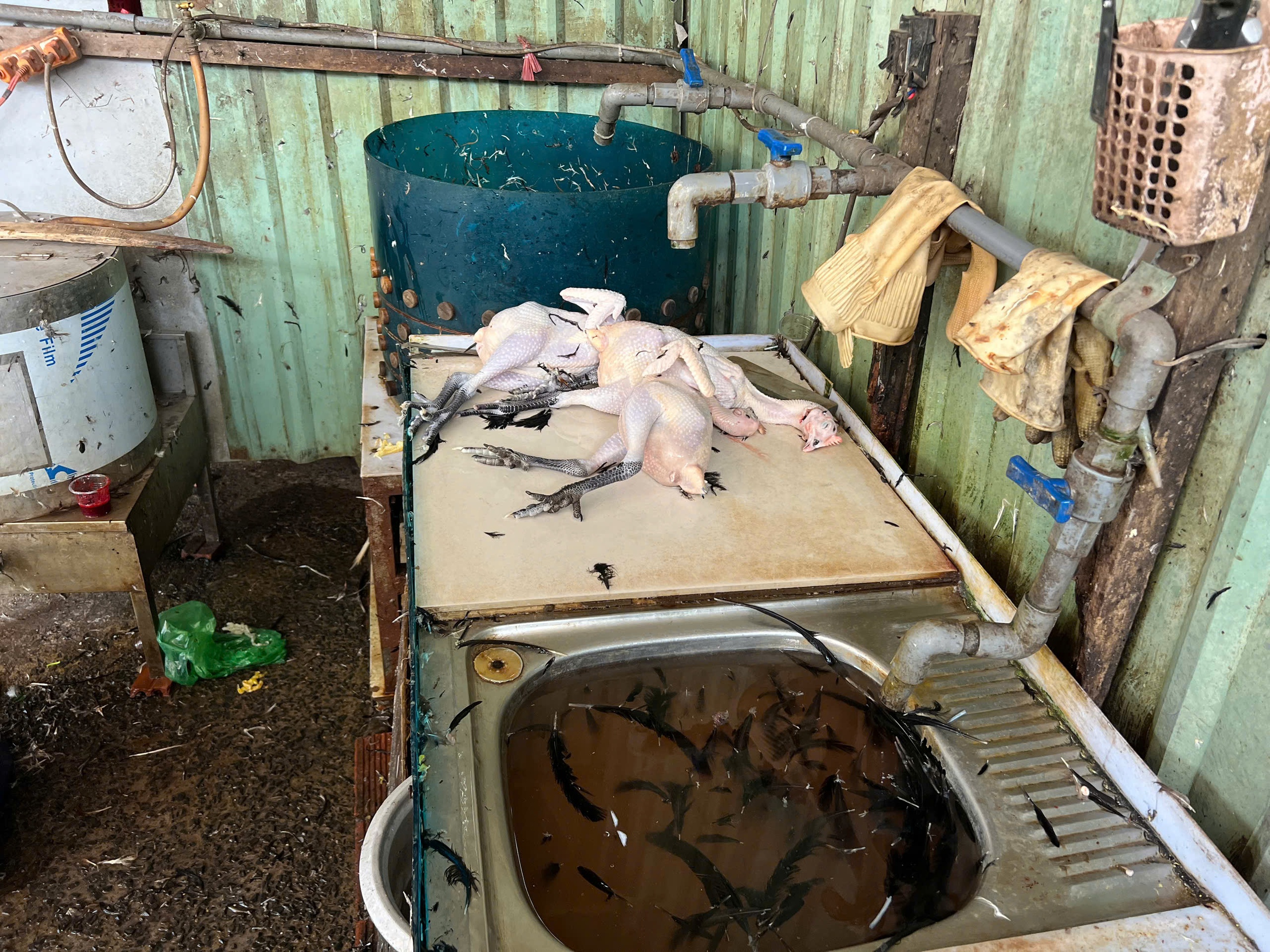 Lò giết mổ gia cầm 'chui', bốc mùi hôi thối trong khu dân cư TP.HCM- Ảnh 1.