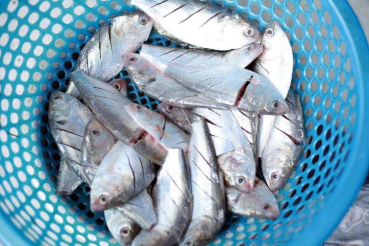 Loài cá “đại bổ” có thành phần dinh dưỡng hỗ trợ đột quỵ, loại cá này vừa rẻ vừa béo ngọt, giàu canxi gấp 3 lần sữa 1 Loài cá “đại bổ” có thành phần dinh dưỡng hỗ trợ đột quỵ, loại cá này vừa rẻ vừa béo ngọt, giàu canxi gấp 3 lần sữa - 1