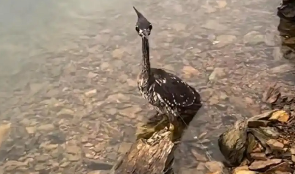 Loài chim bí ẩn nhất thế giới, chỉ còn lại 1.000 cá thể- Ảnh 1.