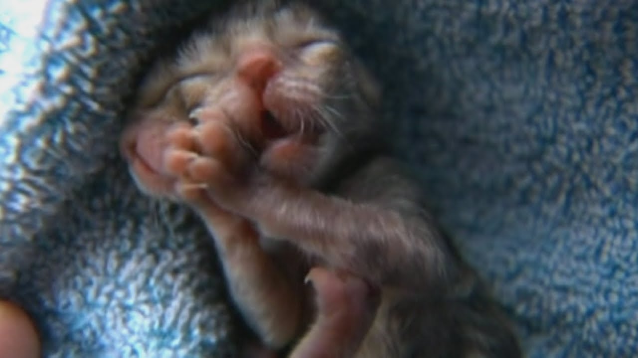 Loài mèo quái dị sinh ra với 2 khuôn mặt trên đầu nhưng dùng chung 1 bộ não- Ảnh 2.