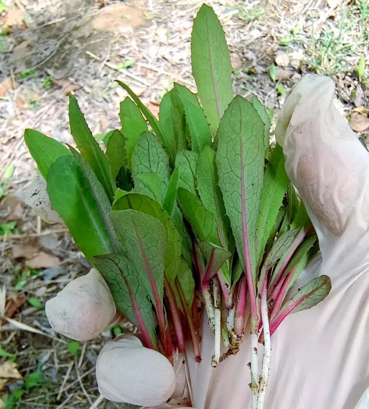 Loại rau cúc sữa khi còn non