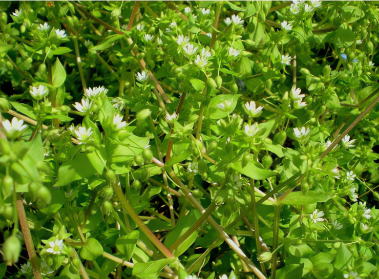 Loại rau dại được mệnh danh là cỏ làm sạch ruột, thanh nhiệt, giải độc, trộn tỏi giòn ngọt, ngon miệng 1 Loại rau này là cỏ chân vịt (Stellaria media) hay còn gọi là cỏ sao