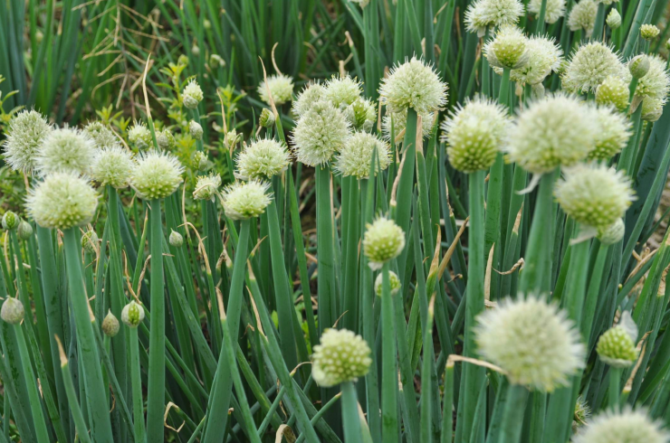 Loại rau nhiều người biết, ít người ăn, đừng chỉ ăn lá, hoa cũng cực tươi ngon, mềm mại, thơm phức 1 Bạn sẽ bỏ lỡ điều tuyệt vời nếu không biết cách thưởng thức loại rau này