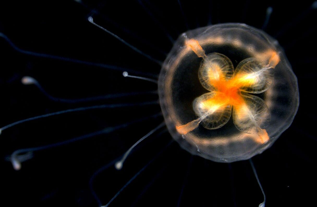 Loai vat duy nhat bat tu tren the gioi co