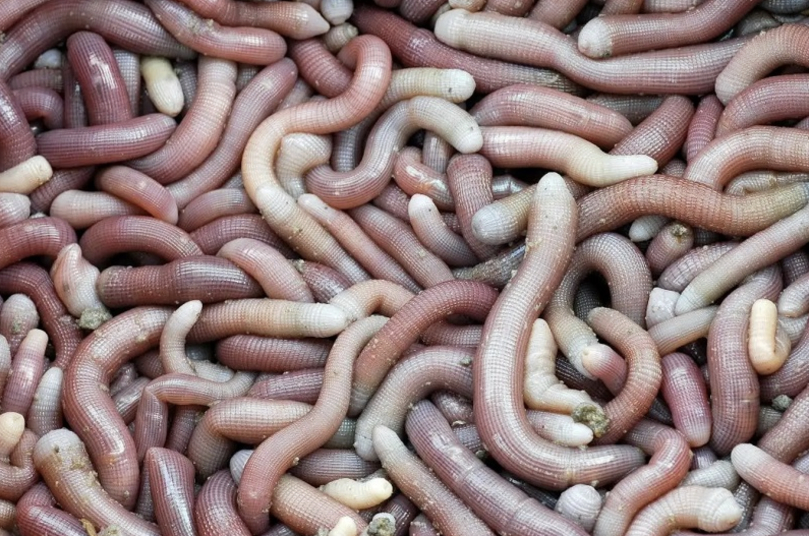 Lùng sục “vàng ròng” dưới bùn ở Quảng Ninh có giá 6 triệu/kg được dân địa phương gọi là “vị thần” của các món nước- Ảnh 1.