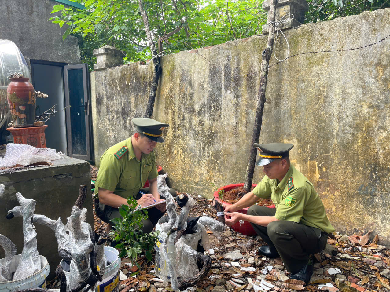 cây muội hồng - Ảnh 1.