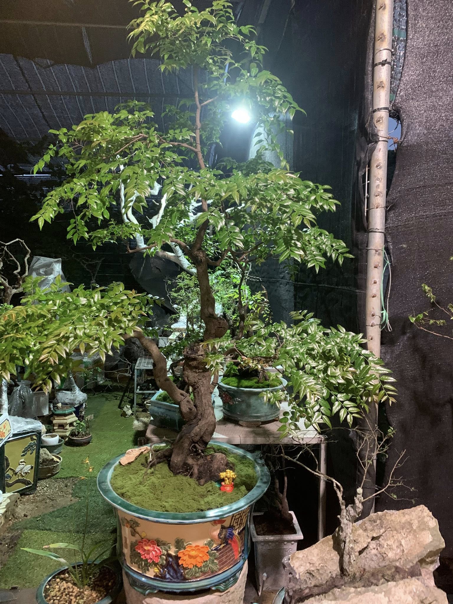 muội hồng - Ảnh 1.