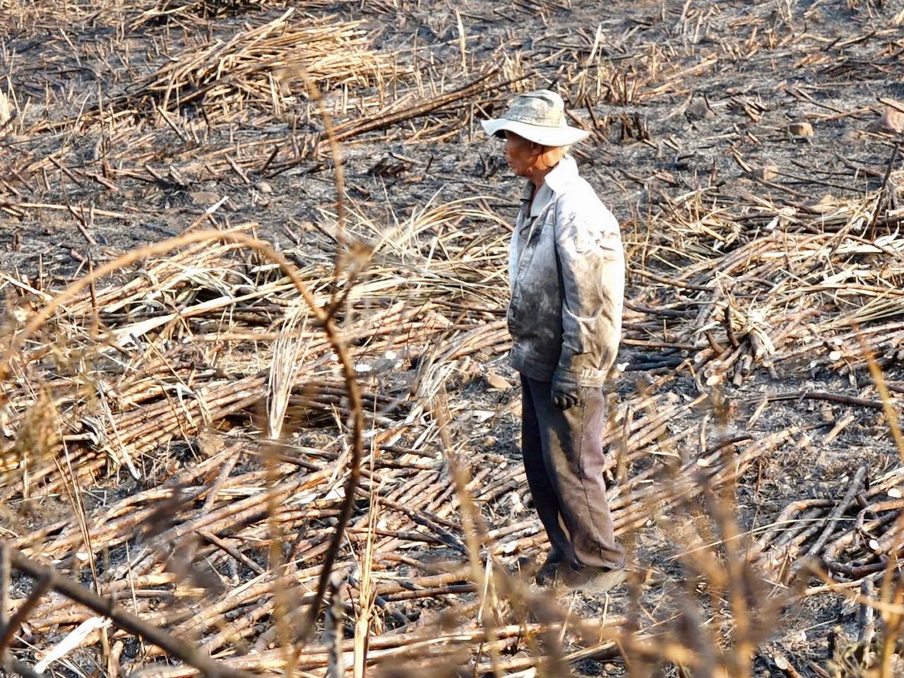 Nắng nóng, đồng mía cháy liên tiếp, nông dân thiệt hại nặng 1 cháy mía - Ảnh 1.