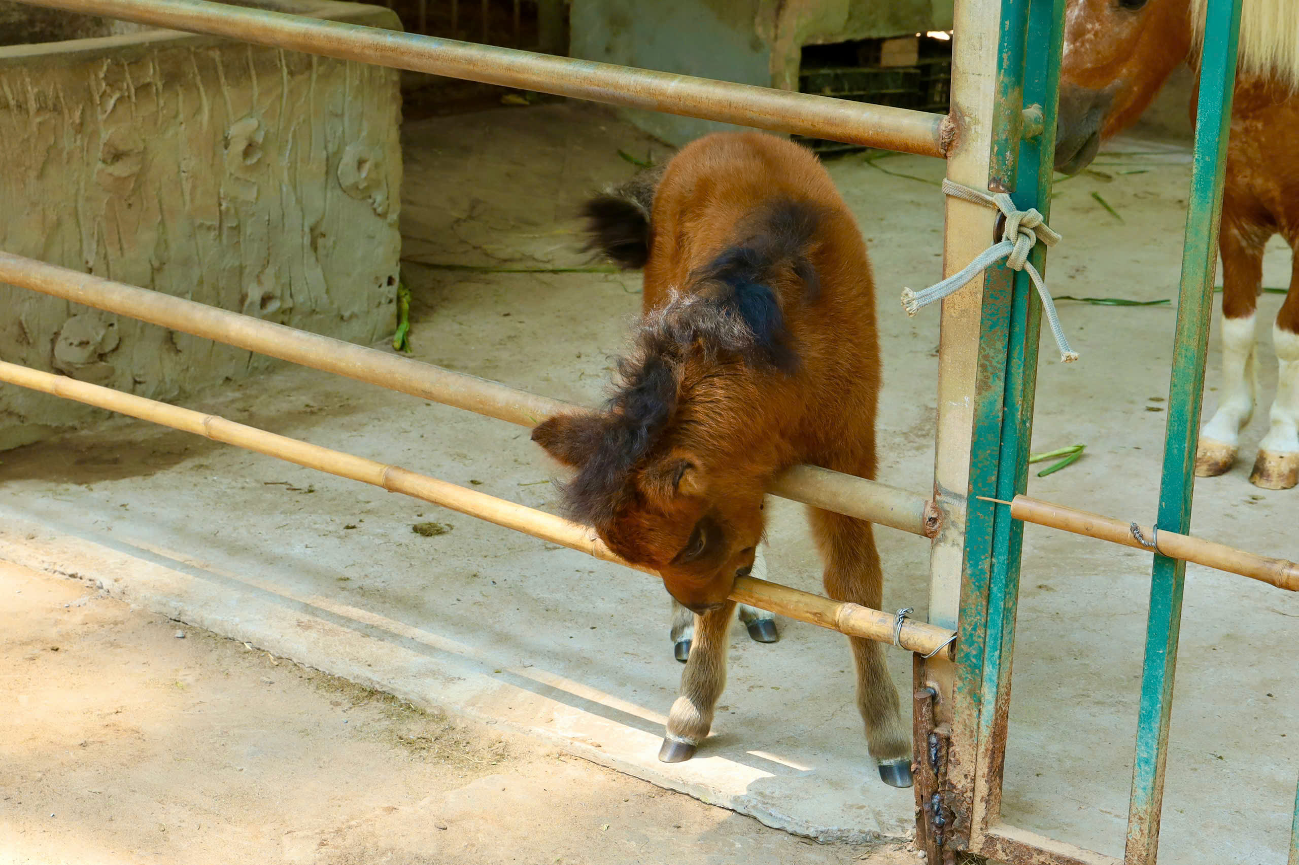 Ngựa lùn Cacao khỏe mạnh sau 1 tháng tuổi tại Thảo Cầm Viên 1 Ngựa lùn Cacao khỏe mạnh sau 1 tháng tuổi tại Thảo Cầm Viên - Ảnh 1.