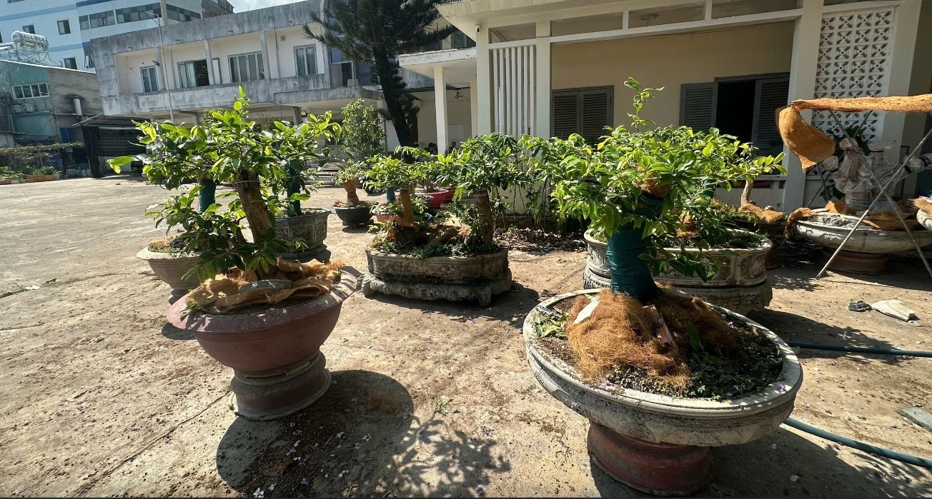 Người dân phải chứng minh nguồn gốc thế nào? 1 Phạt tiền người giữ 42 cây mai vàng: Người dân phải chứng minh nguồn gốc thế nào? - Ảnh 1.