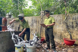 Kiểm lâm Thanh Hóa bắt giữ 2 xe tải chở cây muội hồng đi tiêu thụ trái phép