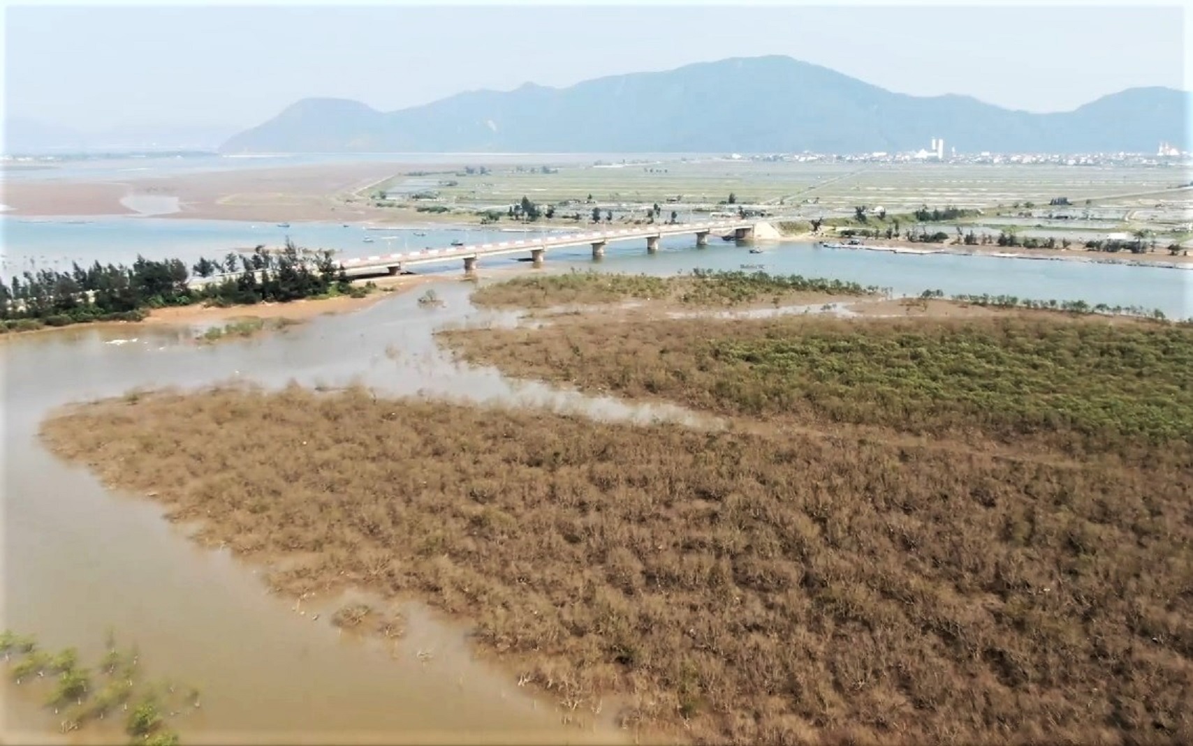 Nhiều hecta rừng ngập mặn ở Hà Tĩnh chết khô- Ảnh 1. Nhiều hecta rừng ngập mặn ở Hà Tĩnh chết khô- Ảnh 1.