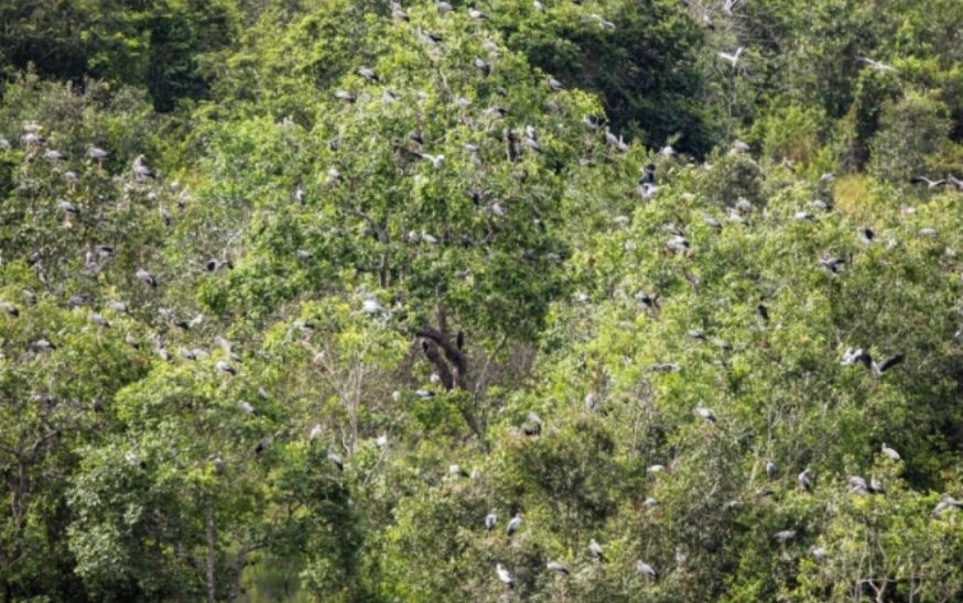 Nhieu nguoi Viet vui mung