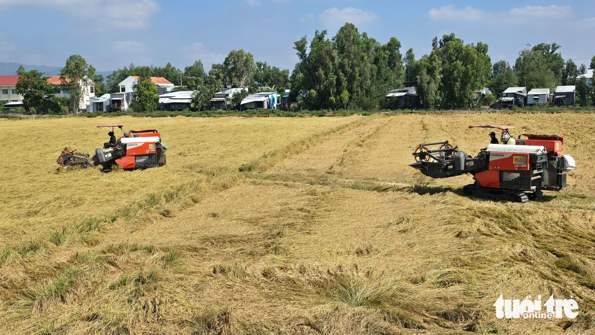 Nhiều nông dân sẽ giảm lúa vụ 3, hạn chế rủi ro do xăng dầu tăng 1 Nhiều nông dân sẽ giảm lúa vụ 3, hạn chế rủi ro do xăng dầu tăng - Ảnh 1.