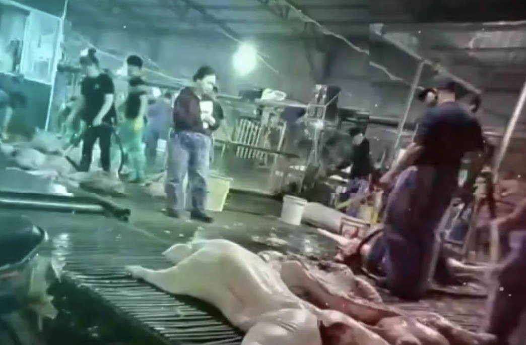 Vụ 300 tấn heo bệnh tại Hà Nội: Điều tra pháp luật và trách nhiệm các đơn vị liên quan - Ảnh 2. Vụ 300 tấn heo bệnh tại Hà Nội: Điều tra pháp luật và trách nhiệm các đơn vị liên quan - Ảnh 2.