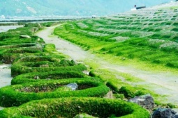 Ngỡ như trong phim trước cảnh rêu xanh mọc dày đặc, xanh rì dọc bờ kè ven biển Hà Tĩnh đang gây sốt mạng xã hội