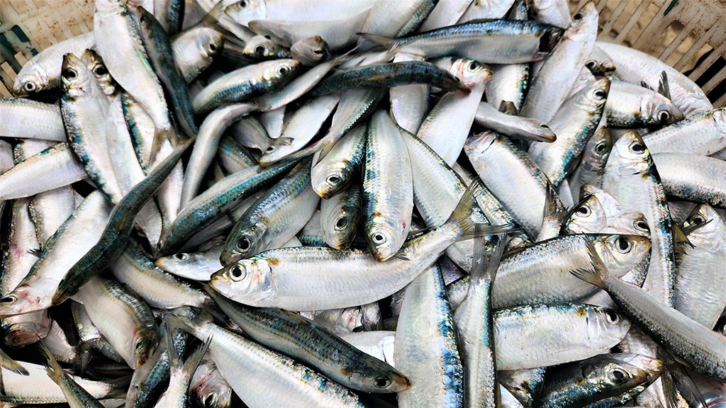 Mùa lộc biển: Săn 'bạc xanh' trên sóng biển- Ảnh 6. Mùa lộc biển: Săn 'bạc xanh' trên sóng biển- Ảnh 6.