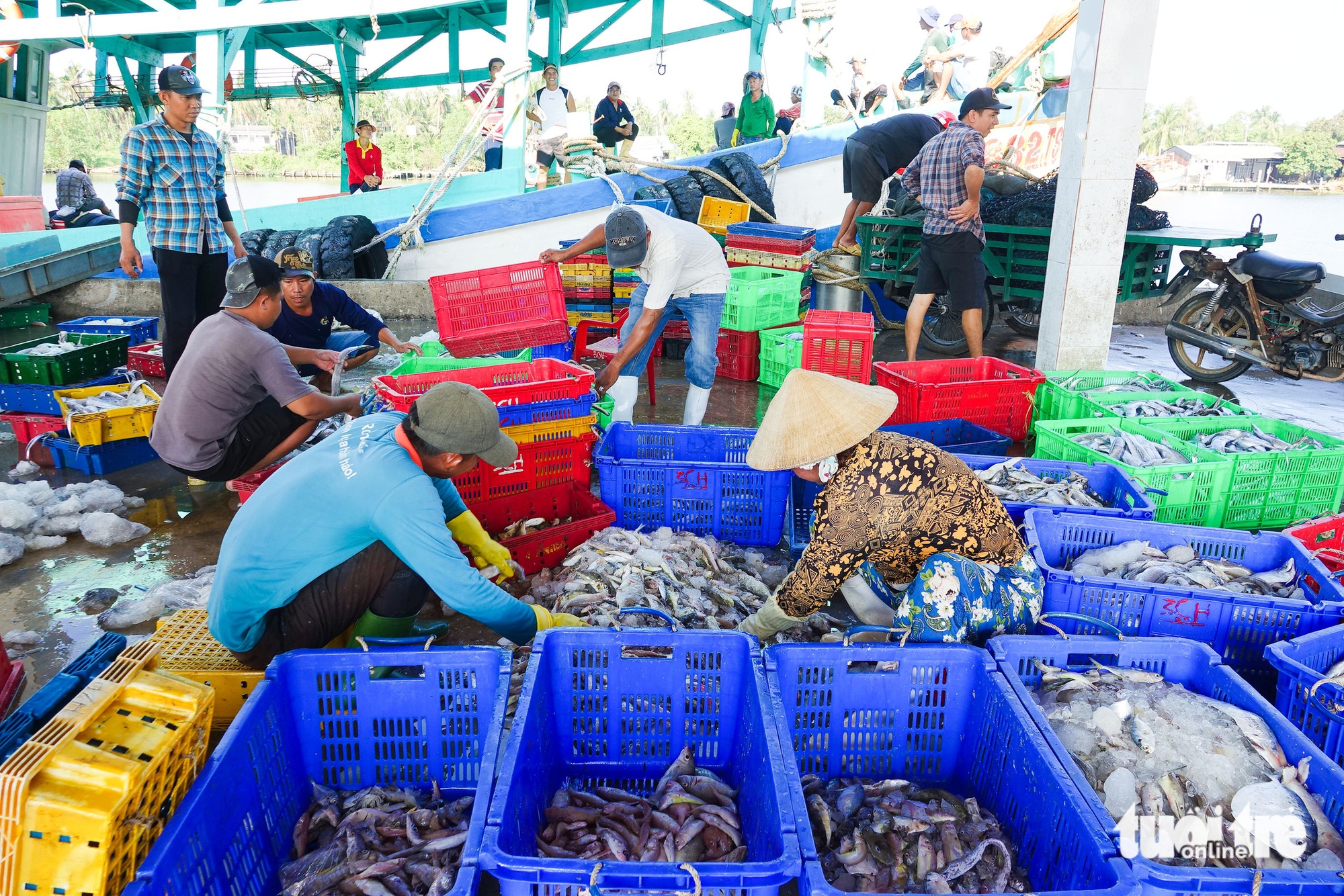 Tắc Cậu - Ảnh 1.