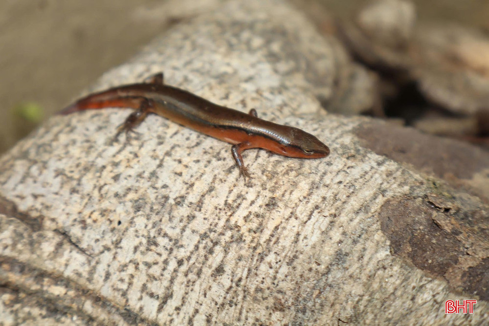 Tạp chí quốc tế công bố 