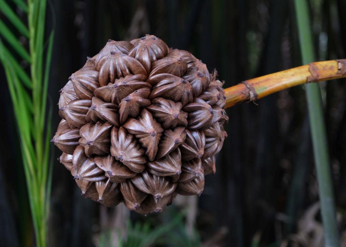 Cần Giờ - Ảnh 1.