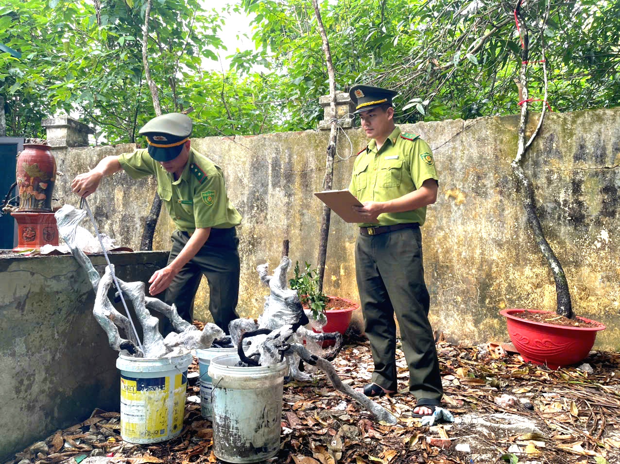 Thanh Hóa ngăn chặn khai thác, buôn bán cây muội hồng - Ảnh 1.