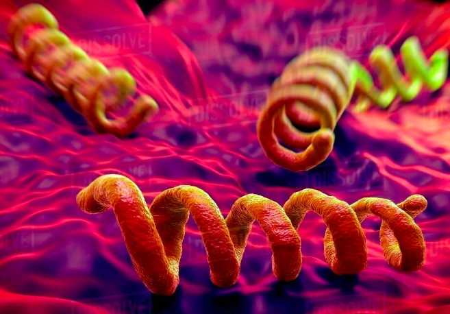 Xoắn khuẩn gây bệnh giang mai. Ảnh:dissolve