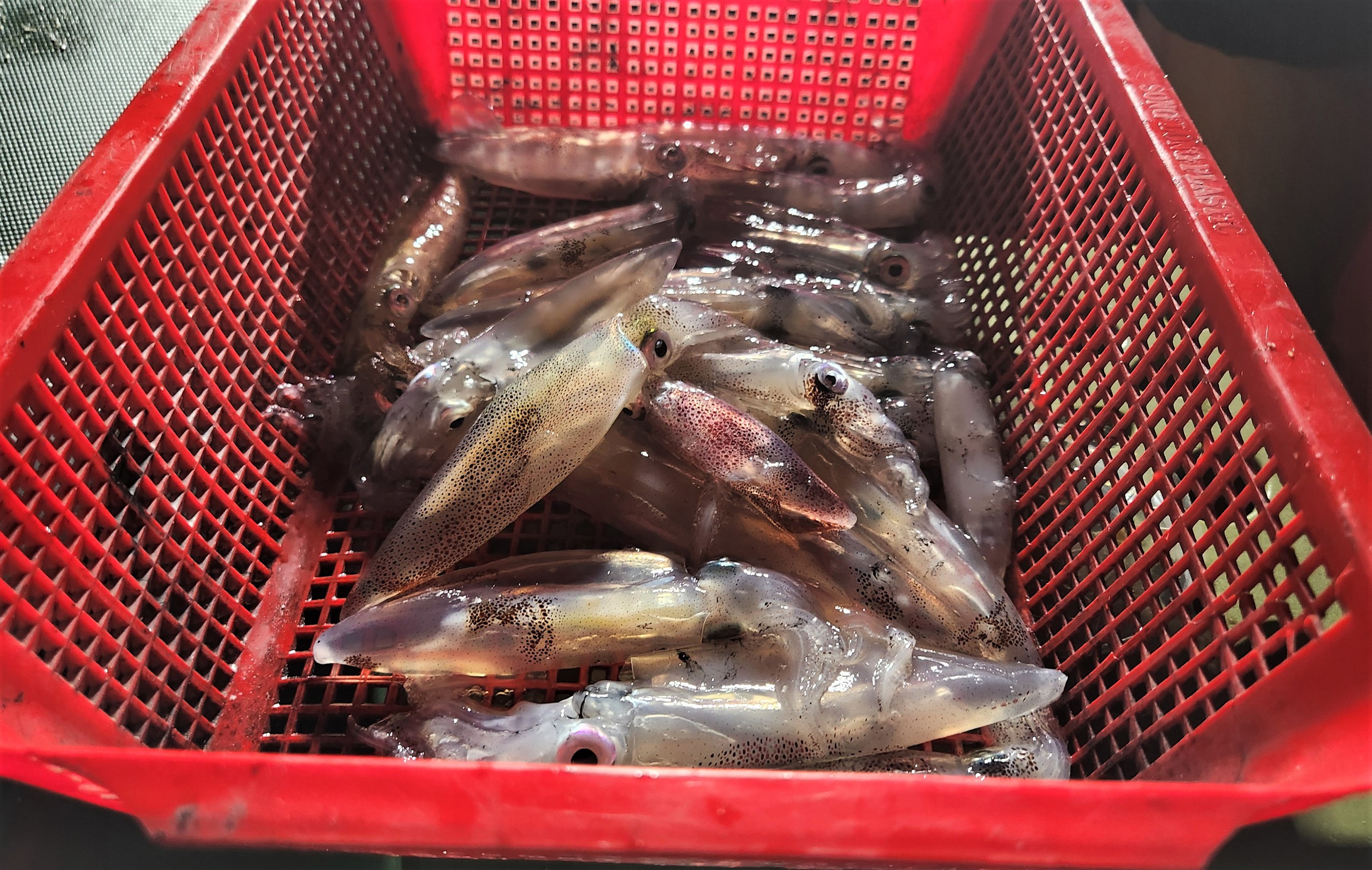 Mùa lộc biển: Theo chân ngư dân săn 'vàng đen'- Ảnh 2.