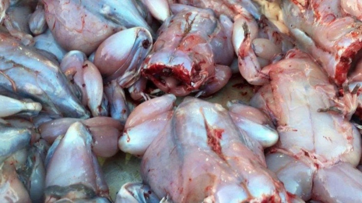 Dù được đánh giá cao về mặt dinh dưỡng, thịt cóc lại chứa độc tố tự nhiên nguy hiểm nếu không được xử lý đúng quy trình